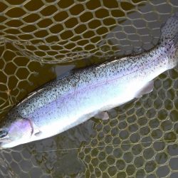 大安トラウトレイク 釣果